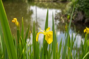 Gardeners Cottage – East Green Farm Cottages