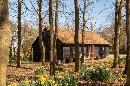 The Stables, one bedroom woodland cottage in Theberton - black timber cottage seen through trees with daffodils in spring